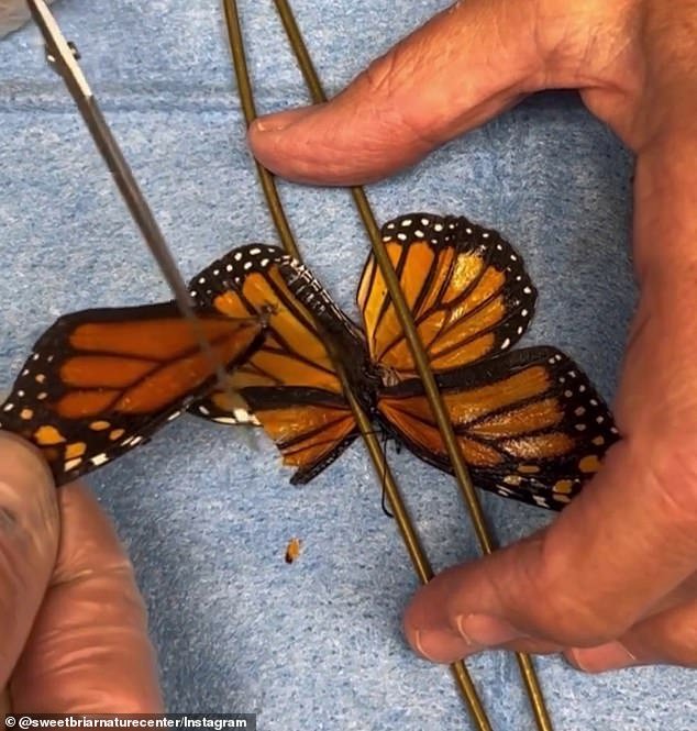 Monarch Butterfly Given New Flight After Life-Saving Transplant