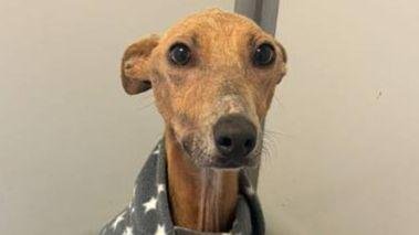 Starving dog discovered tied to tree on sidewalk