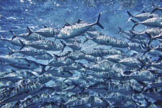 Wildlife Threats, Sahara\’s Lakes, and Dried Fish Benefits