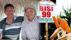 45 Tahun Senyap, Ritual Mang Witin Kembali Hidup dengan Benih Bisi 99 di Pululera