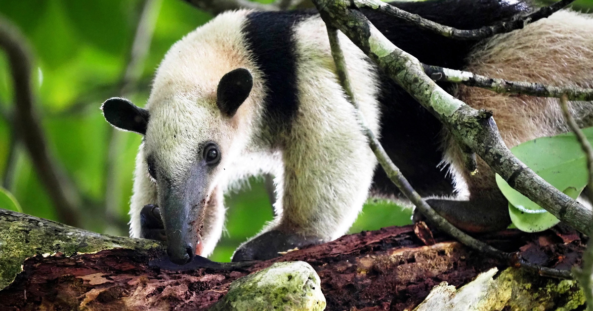 Apakah Anda Harus Menjaga Anteater sebagai Hewan Peliharaan?