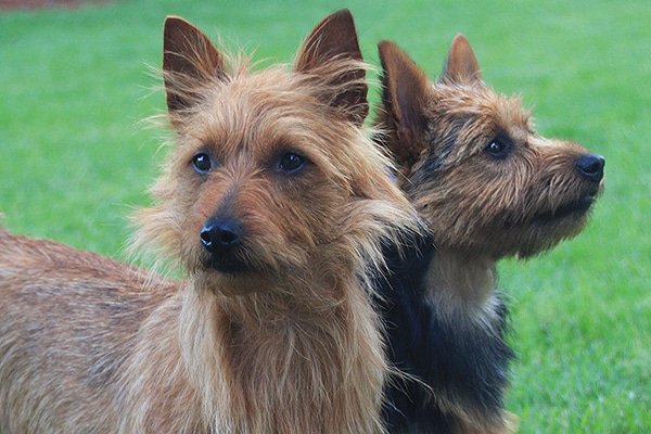 Ciri-ciri dan Perawatan Anjing Ras Australian Terrier