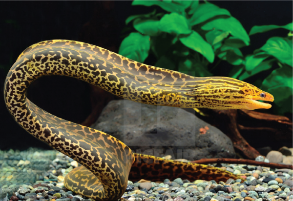 Jadwal MotoGP Mandalika 2025: Marquez Tenang, Bagnaia Cari Peluang