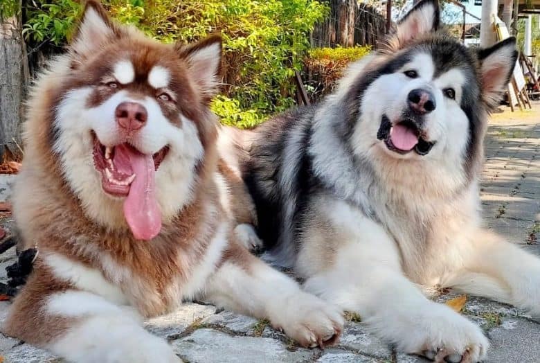 Ciri-ciri dan Perawatan Anjing Ras Finnish Spitz (Finkie)