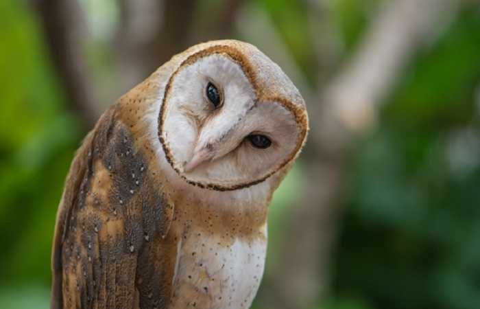 Owl Finch—Profil Lengkap, Sejarah, dan Perawatan