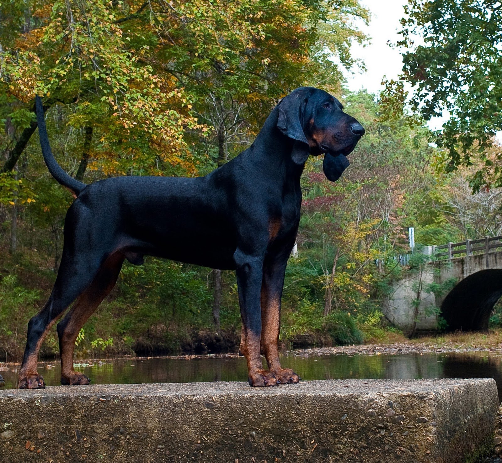 Anjing Black and Tan Coonhound: Karakteristik dan Perawatan