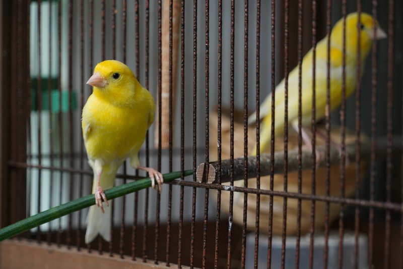 Canary — Profil Lengkap, Sejarah, dan Perawatan