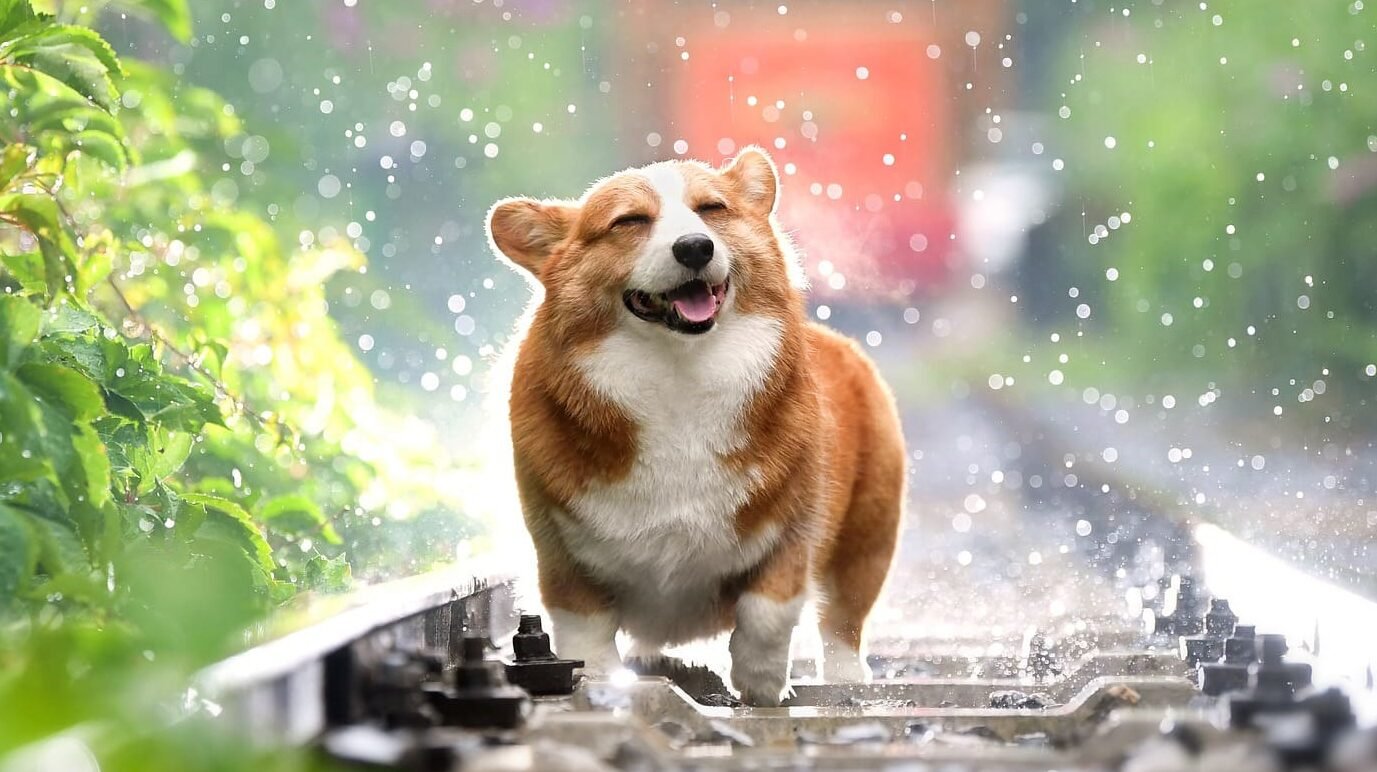 Kelebihan dan Kekurangan Mengadopsi Anjing Dewasa dan Anak Anjing