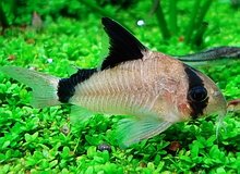 Nama Ikan yang Dimulai dengan B, Nama Umum dan Nama Ilmiah