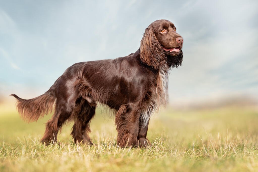 Ciri-ciri dan Perawatan Anjing Ras Field Spaniel