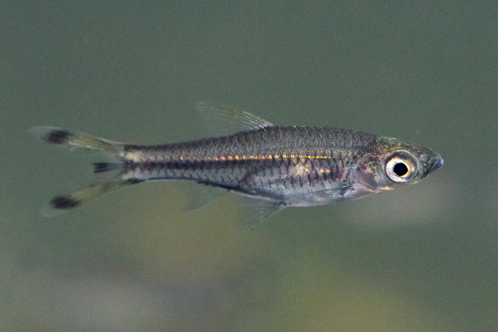 Profil Spesies Ikan Rasbora Ekor Gunting