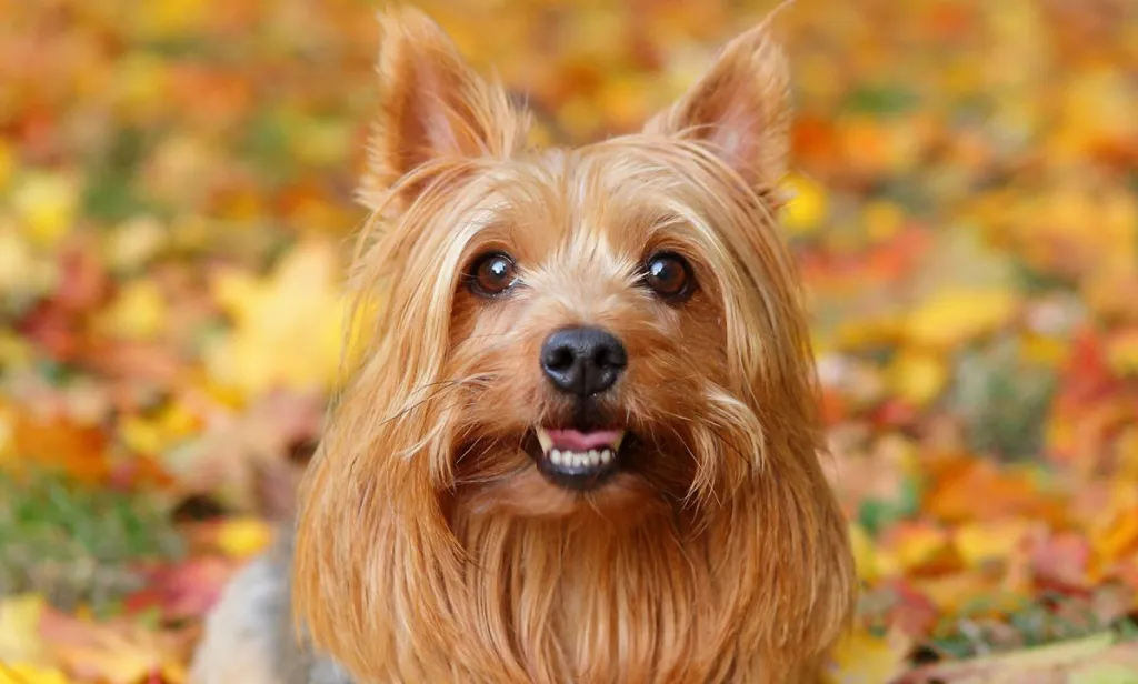 Anjing Silky Terrier: Karakteristik dan Perawatan