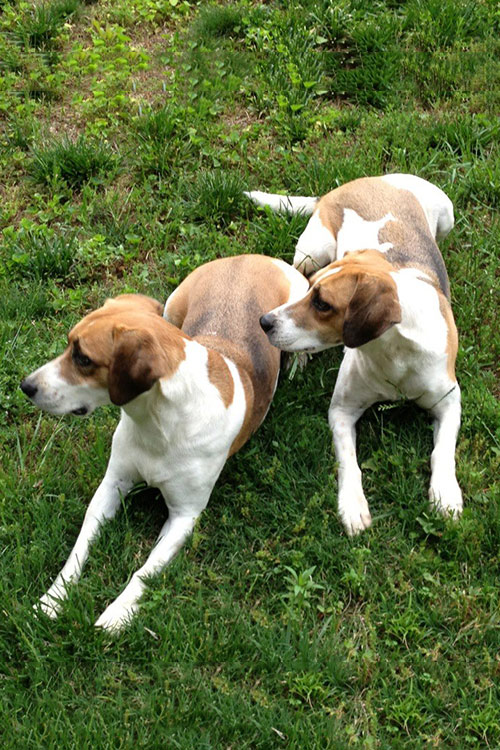 Anjing Harrier: Ciri Khas dan Perawatan