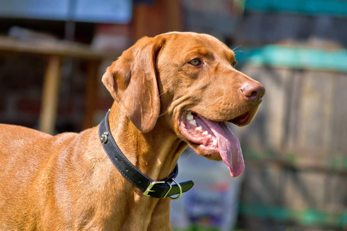 Ciri-ciri dan Perawatan Anjing Ras Vizsla