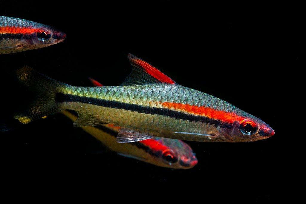 Profil Spesies Ikan Barb Denison