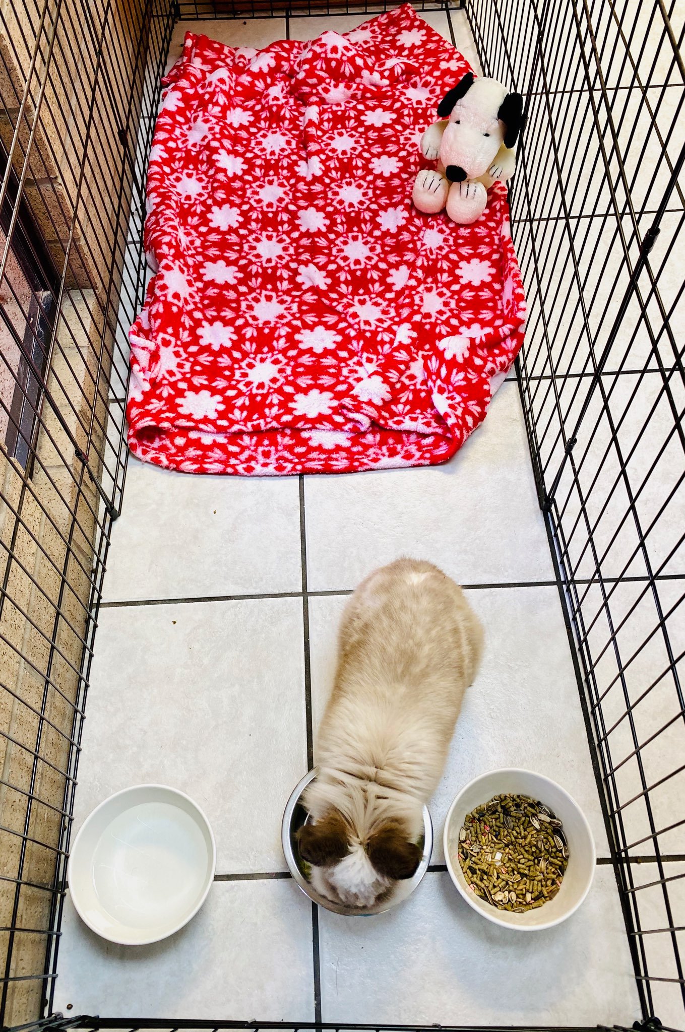 Harga BYD Atto 1 Terbaru: Mobil Listrik Murah dengan Fitur Lengkap