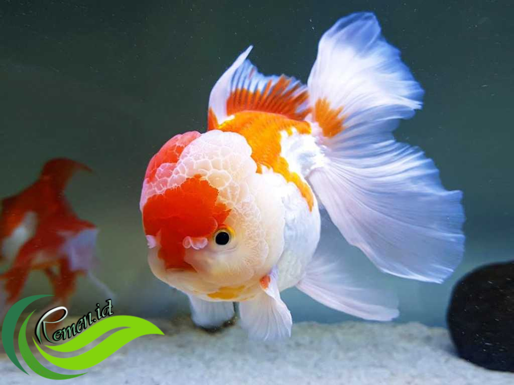Apa yang Harus Dilakukan Jika Ikan Peliharaan Anda Mengidap Tumor