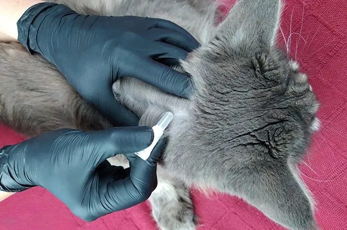 Cara Terbaik Membuang Kotoran Kucing