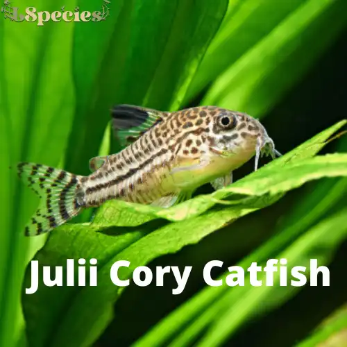 Profil Spesies Ikan Julii Cory