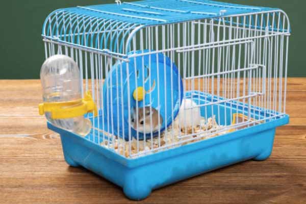 Memilih Mainan untuk Hamster Peliharaan Anda