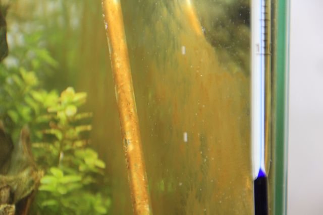 Menghilangkan Alga Diatom Coklat Dari Akuarium Air Asin