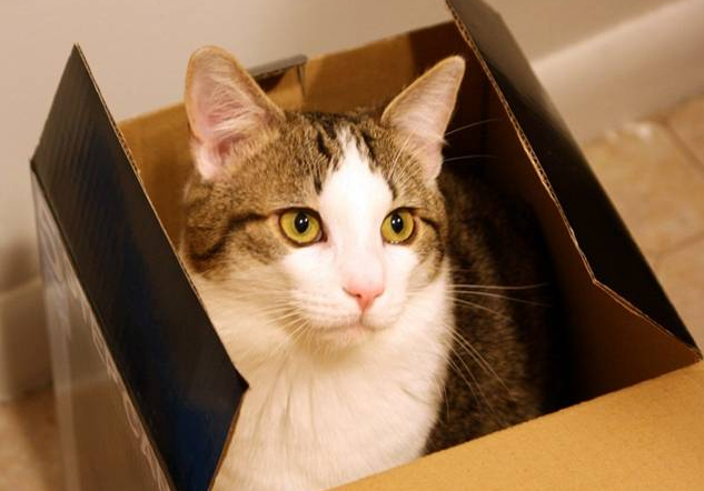 Cara melatih kucing untuk mengurangi agresi akibat rasa takut