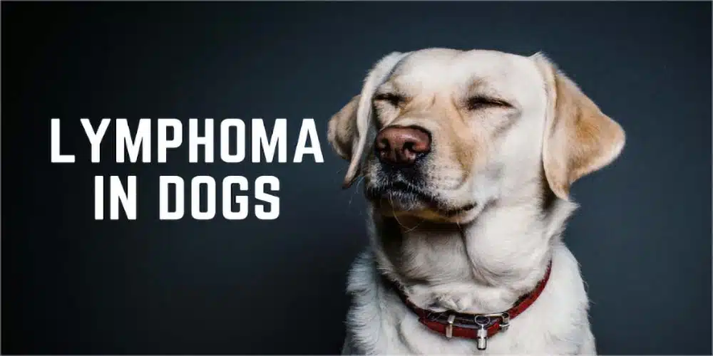 7 Jenis Kanker Anjing dan Tingkat Keparahannya