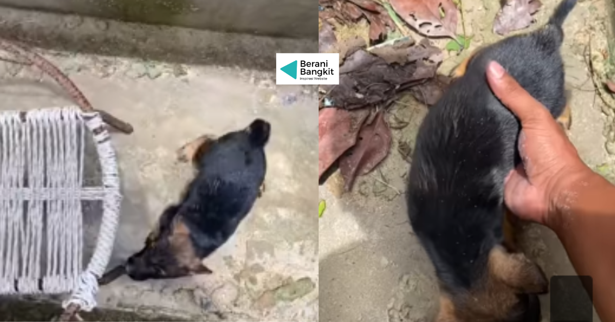 Latihan Anak Anjing Agar Tidak Takut