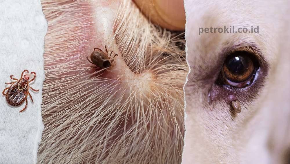 Apa yang Harus Dilakukan Jika Anak Anjing Anda Menggaruk dan Gatal