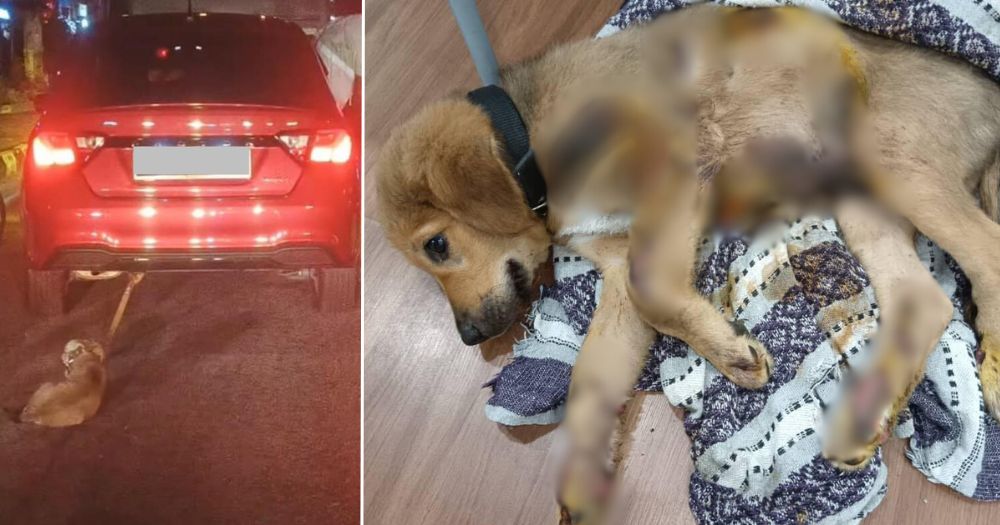 Cara mengatasi mabuk mobil pada anjing