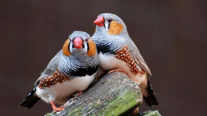 7 Burung Terbaik untuk Teman Bermain Anak-anak
