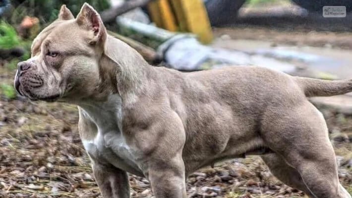 Ciri-ciri dan Perawatan Anjing Ras Pit Bull Amerika