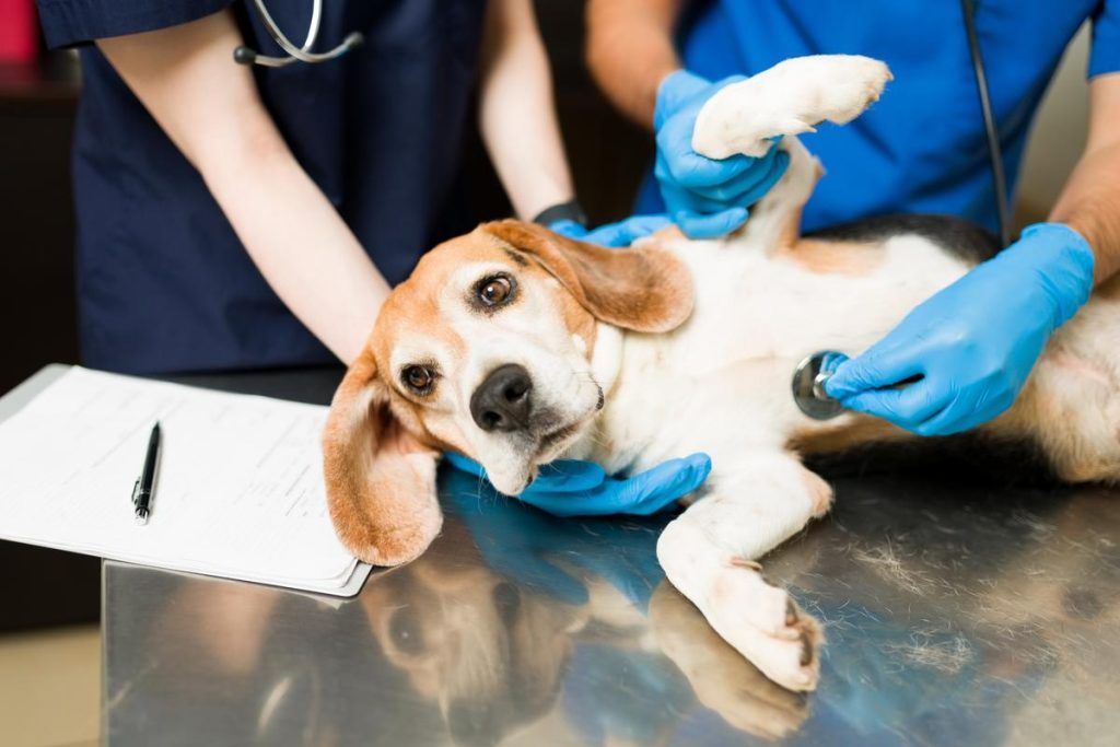 Cara menenangkan anjing yang mengi
