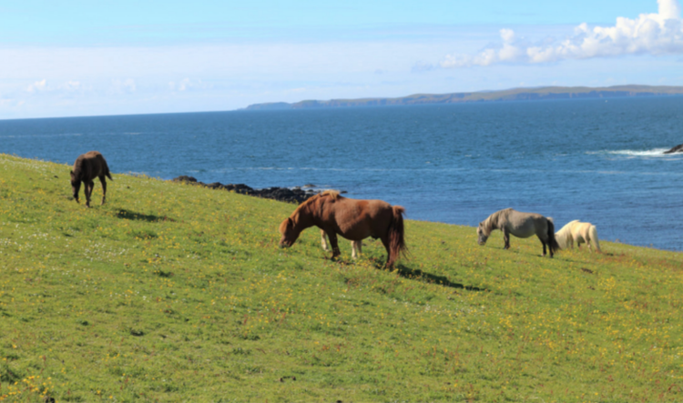 Profil Kuda Shetland Pony