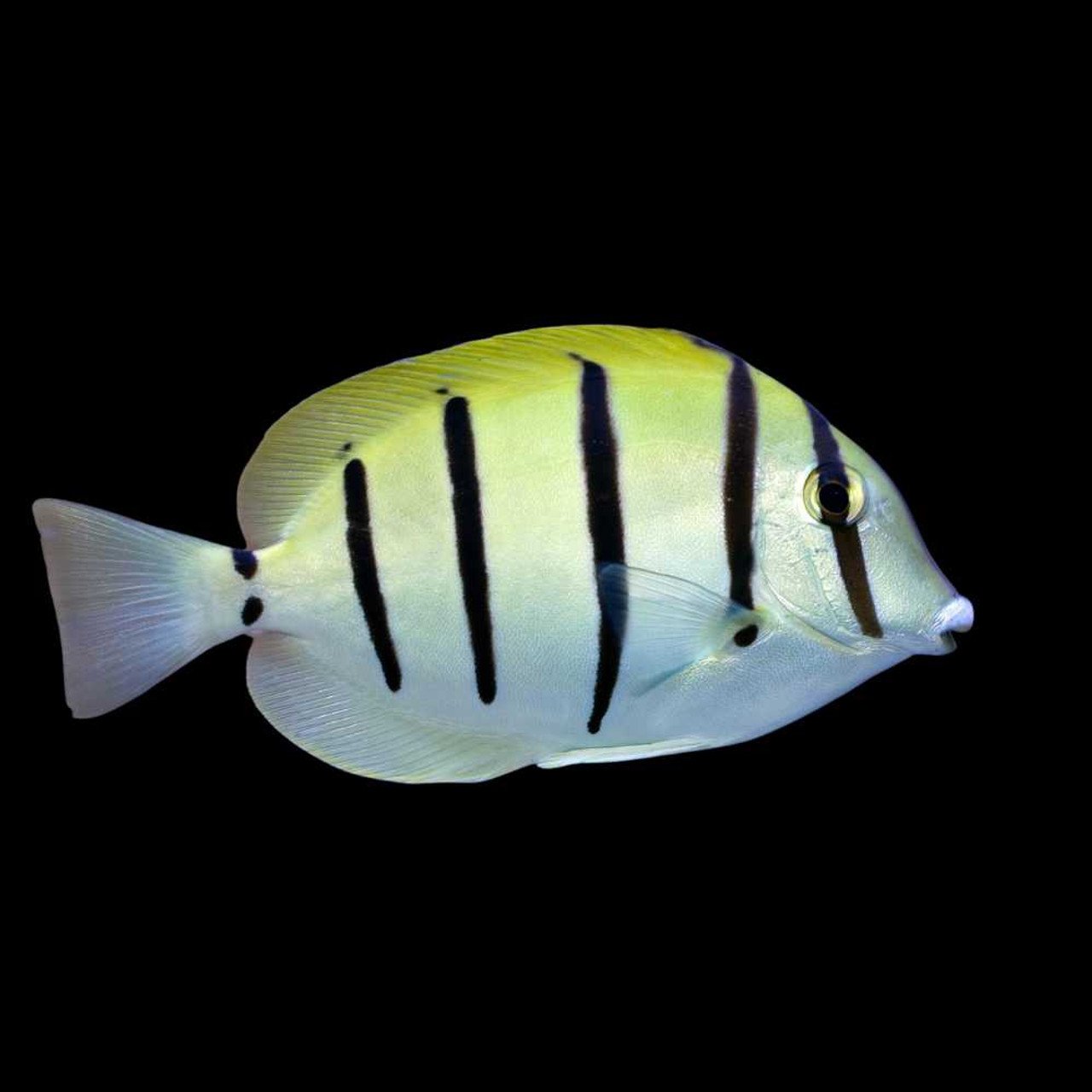 Profil Spesies Ikan Tang (Ikan Buntal)