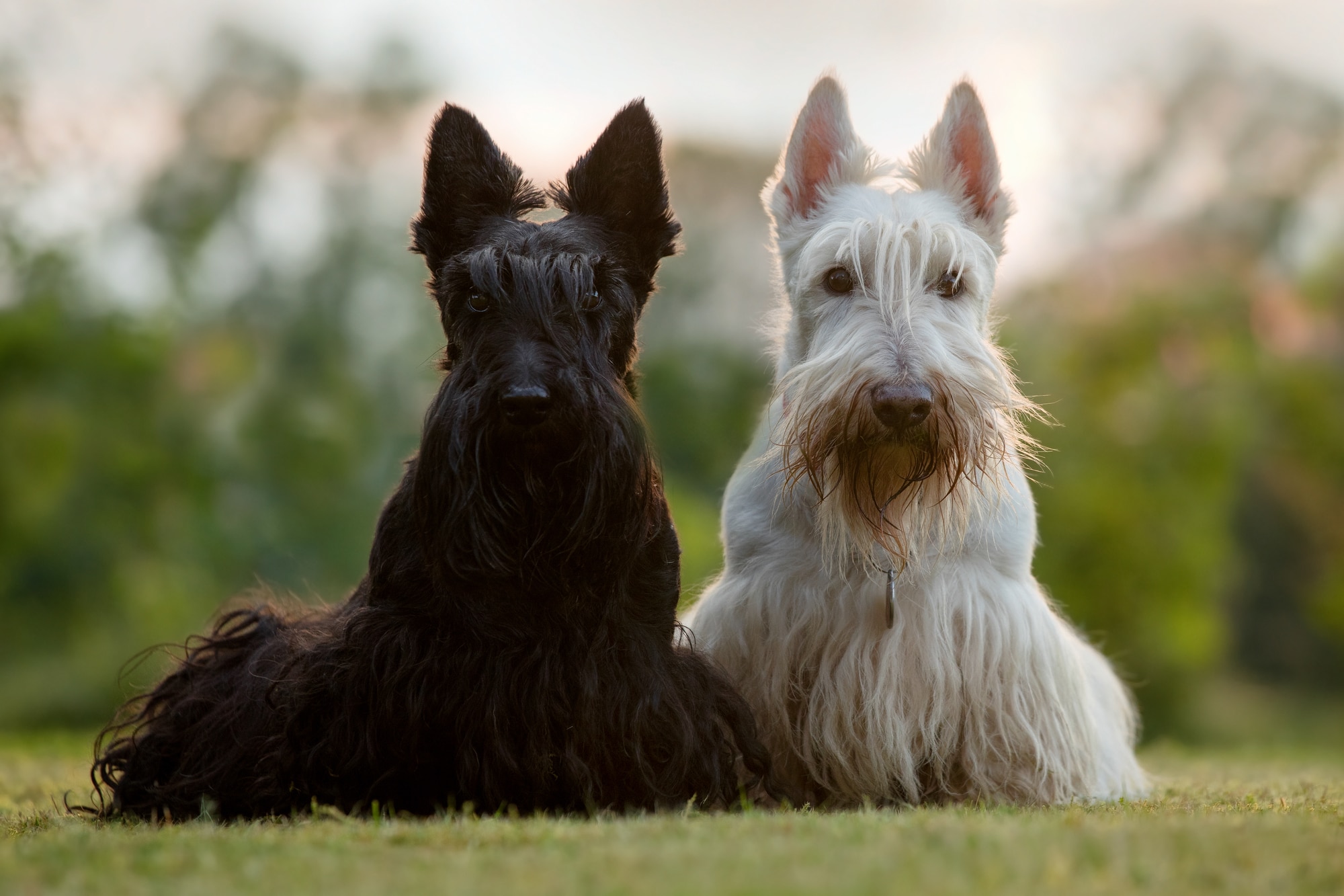 14 Ras Anjing Skotlandia Terbaik