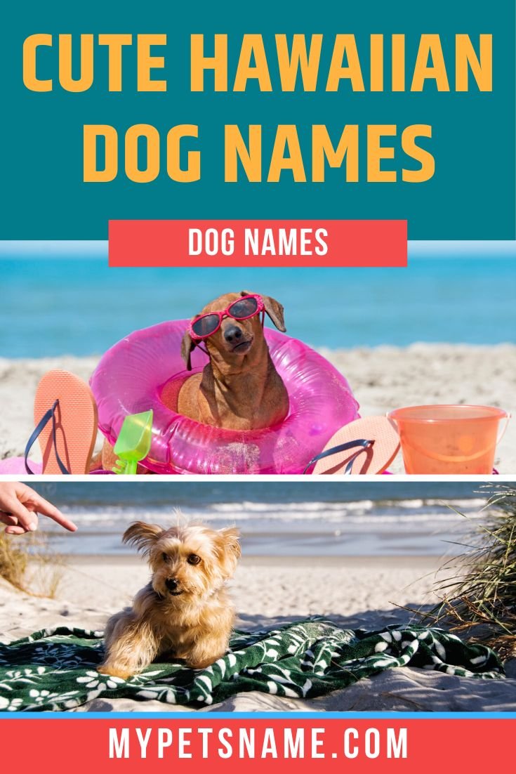 Nama Anjing Khas Hawaii