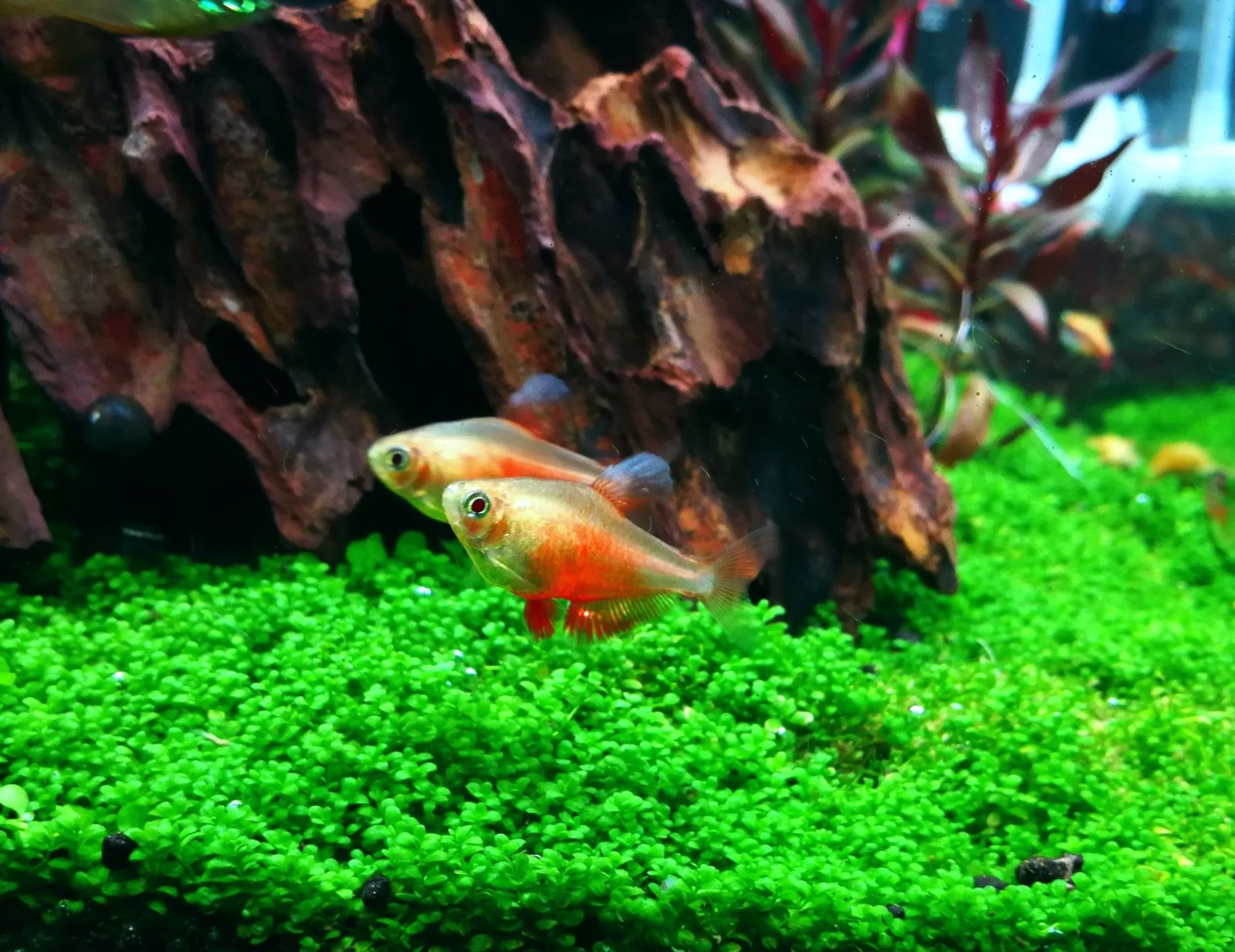 Profil Spesies Ikan Flame Tetra
