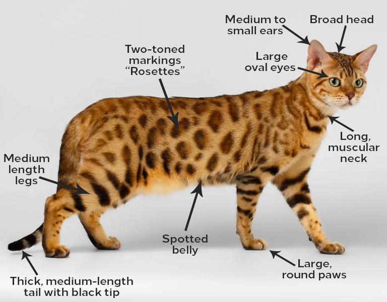 Gambar dan Fakta Tentang Kucing Bengal dan Anaknya