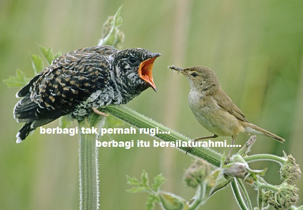 Penyebab Muntah pada Burung Peliharaan