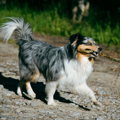 Anjing Shetland: Ciri Khas dan Perawatan