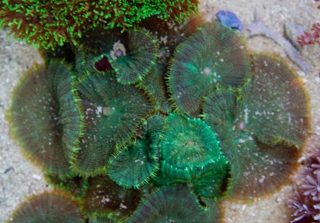 7 Promo Spesial HUT ke-27 Bank Mandiri: Cashback 27% di Berbagai Merchant