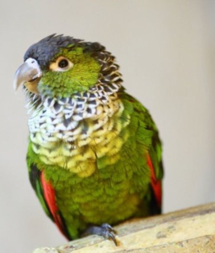 Conure Kepala Hitam — Profil Lengkap, Sejarah, dan Perawatan