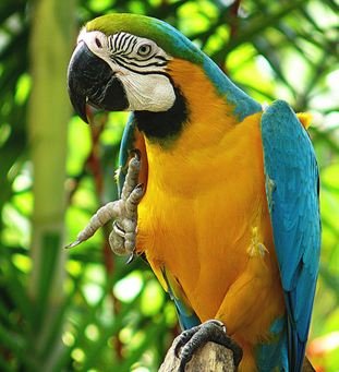 Burung Kakaktua Biru dan Emas — Profil Lengkap, Sejarah, dan Perawatan