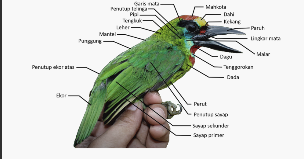 Apa yang Harus Dilakukan Jika Tidak Bisa Menjaga Burung Anda
