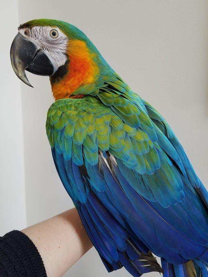 Burung Macaw Catalina — Profil Lengkap, Sejarah, dan Perawatan