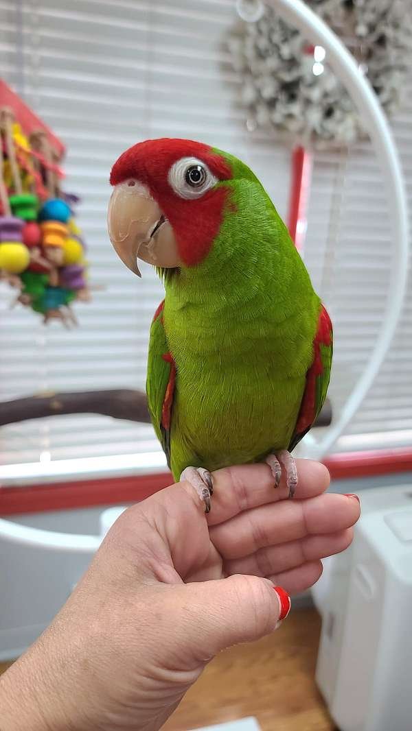 Burung Conure Berkepala Merah — Profil Lengkap, Sejarah, dan Perawatan