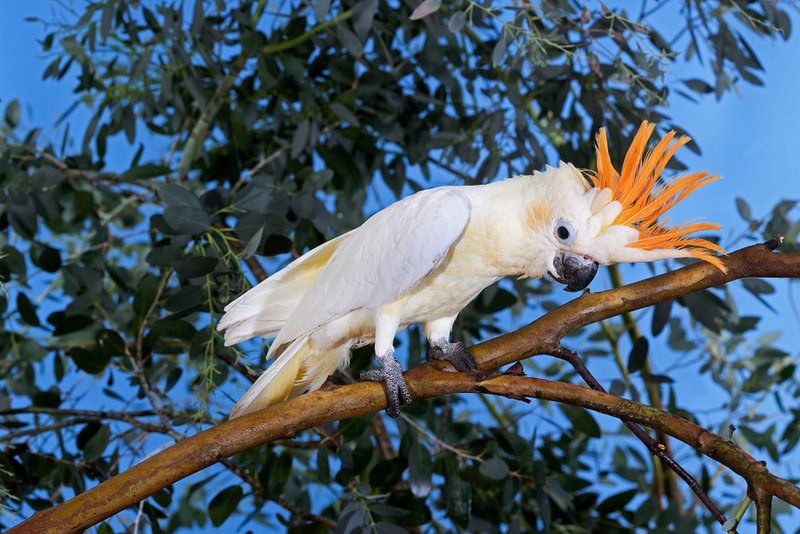 Cockatoo Berkumis Jeruk — Profil Lengkap, Sejarah, dan Perawatan