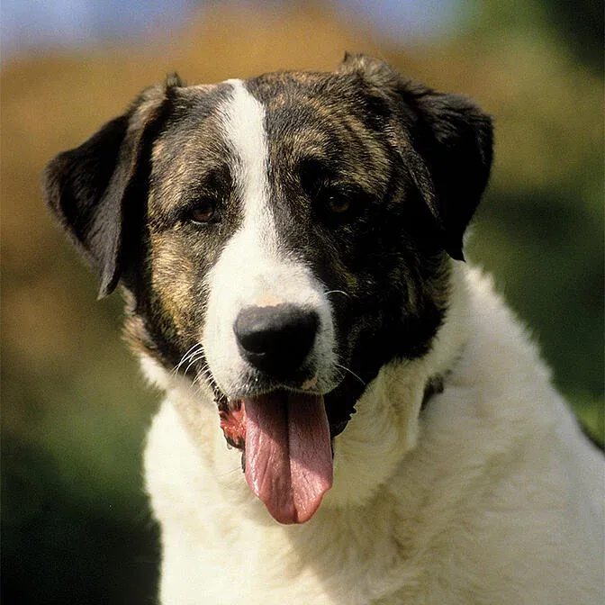 Rafeiro do Alentejo: Ciri-ciri dan Perawatan Anjing