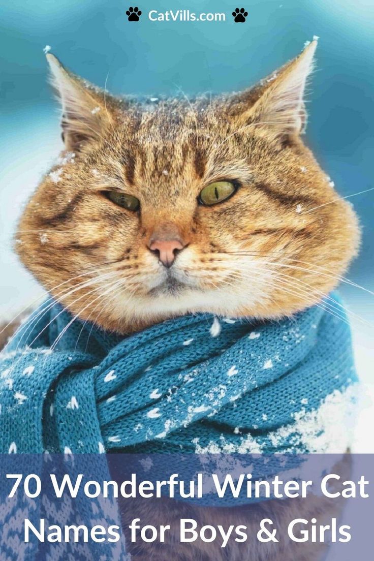 116 Nama Kucing Musim Dingin